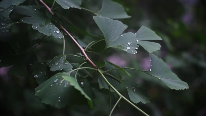 雨中的银杏叶