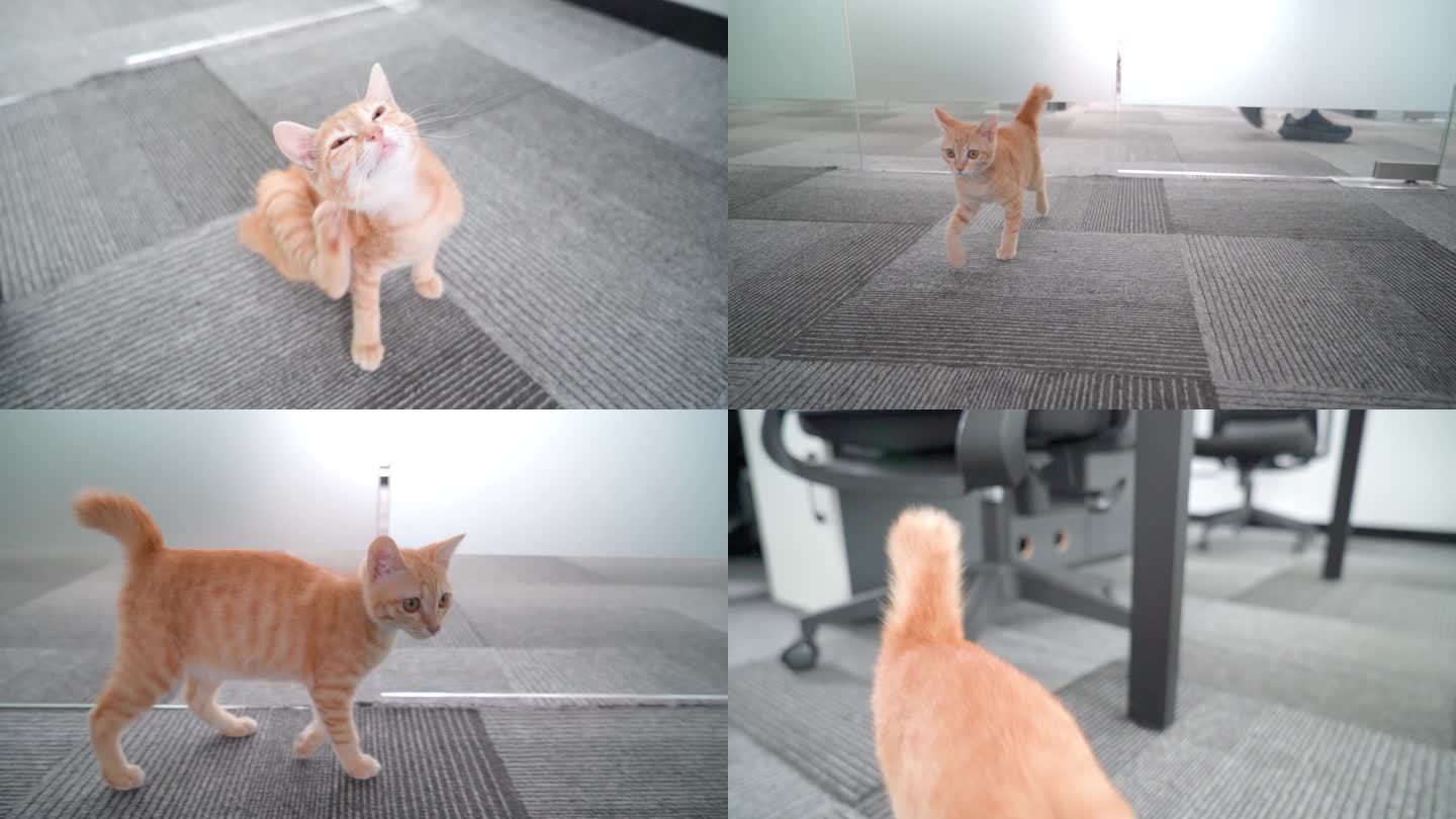 陪伴主人办公时孤独的中华田园猫橘猫幼猫