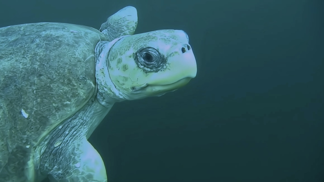 海龟在游泳