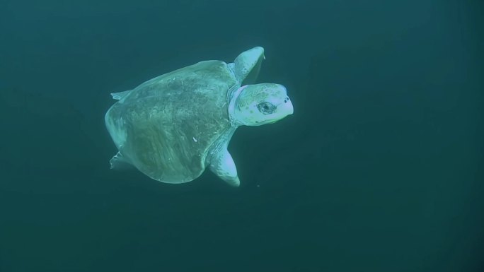 海龟在游泳