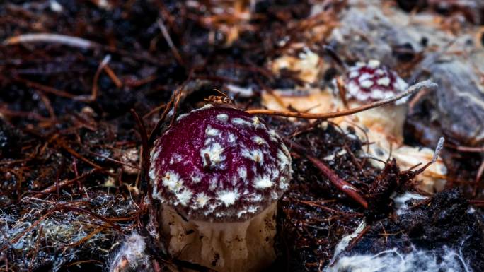 4k赤松茸 蘑菇生长