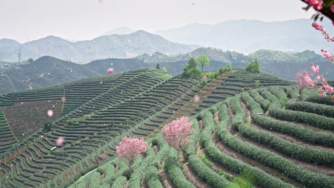 高山茶园樱花飞舞