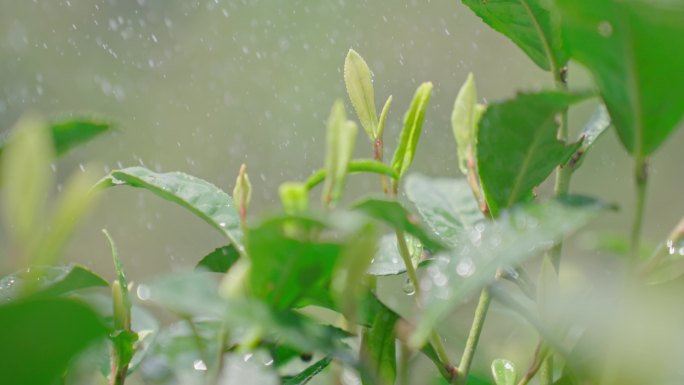 雨水茶园茶叶茶叶嫩芽