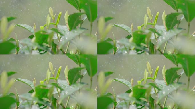 雨水茶园茶叶茶叶嫩芽