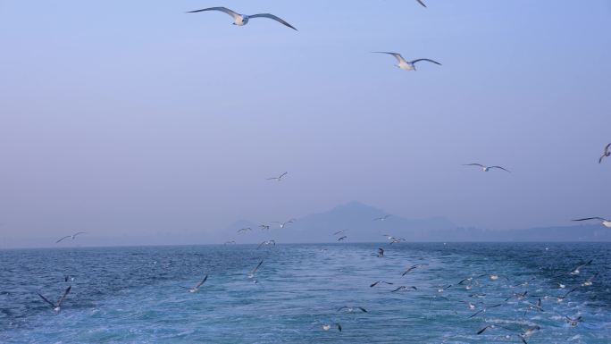 船尾海鸥 船尾浪花 人与自然