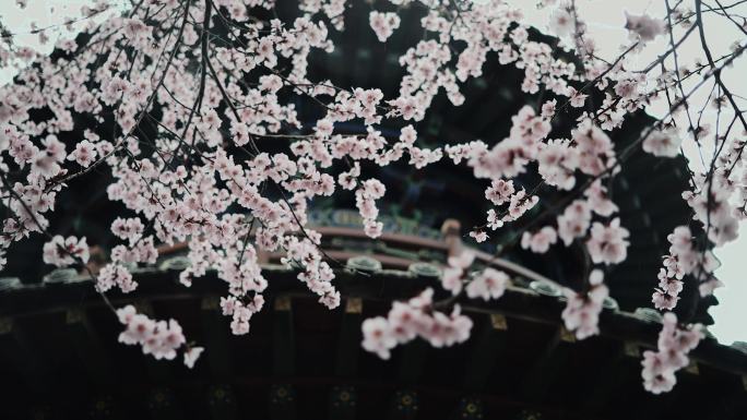 桃花 古建筑 春天 春雨