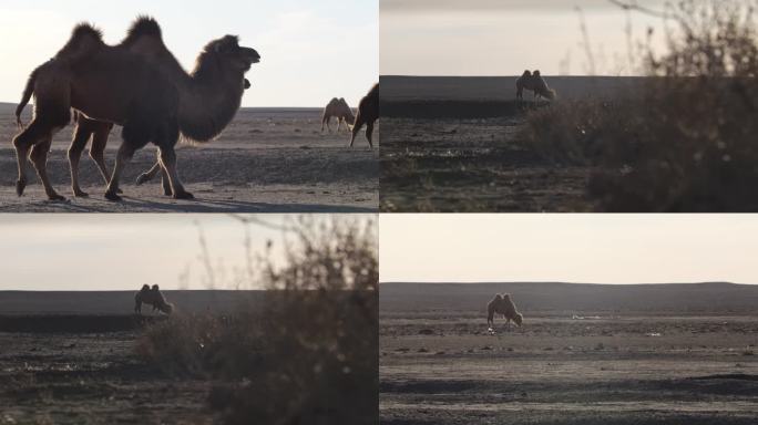 骆驼实拍素材 冬季 干旱 戈壁滩