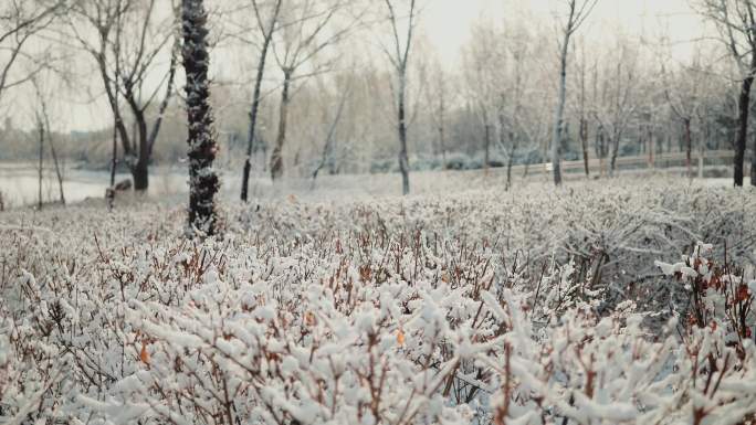 雾淞 雪 冬天 冰天雪地 雪后天晴 梦幻