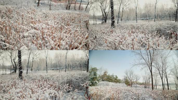 雾淞 雪 冬天 冰天雪地 雪后天晴 梦幻