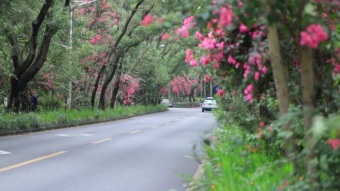 开满鲜花的公路，深圳香山中街车流