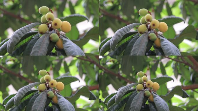 枇杷成熟，丰收的季节