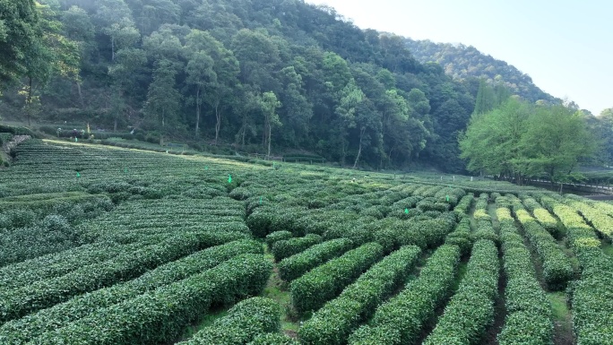 西湖龙井茶梅家坞采茶