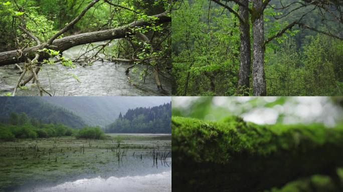 雨后龙池