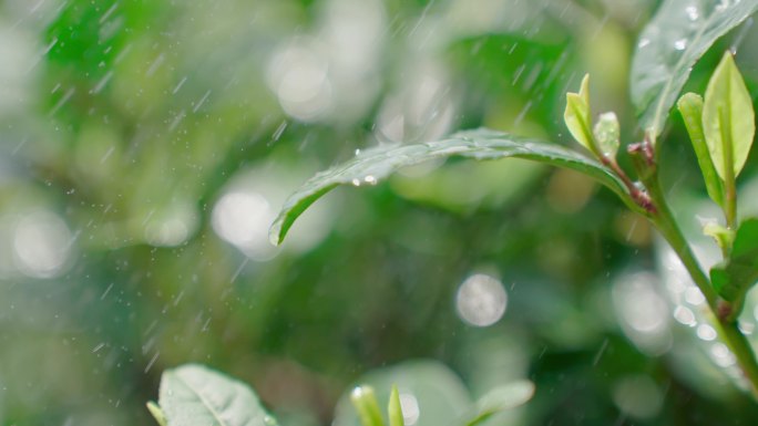 雨水茶园茶叶茶叶嫩芽