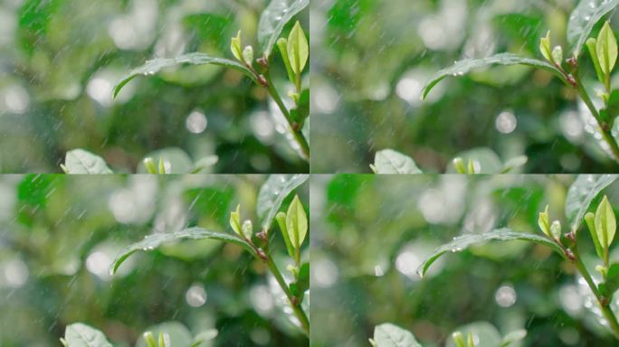 雨水茶园茶叶茶叶嫩芽