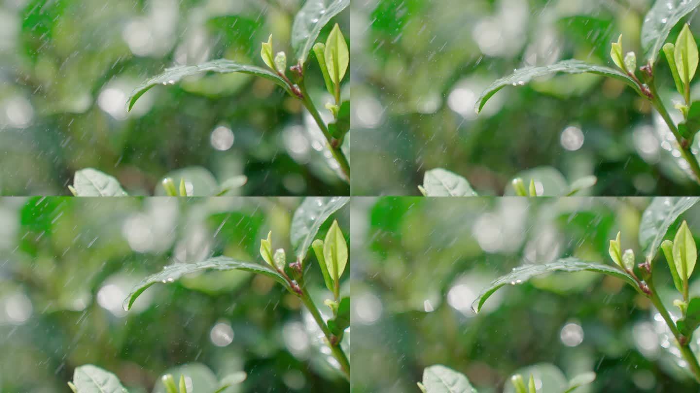 雨水茶园茶叶茶叶嫩芽