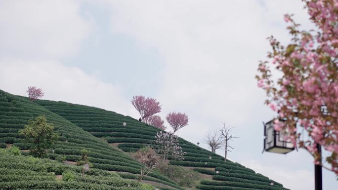 浪漫茶山樱花飞舞 花飞花落