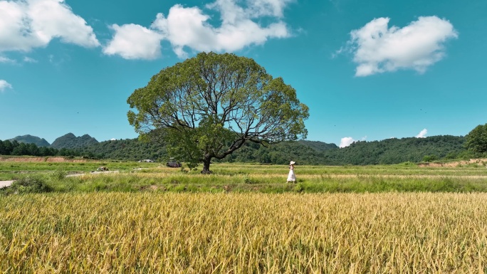 阳山秋天稻田