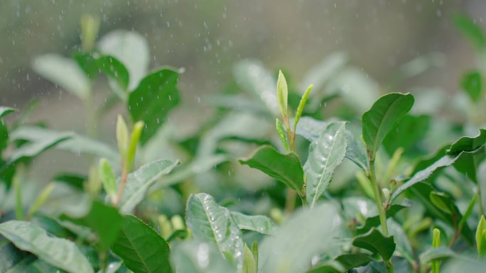 雨水茶园茶叶茶