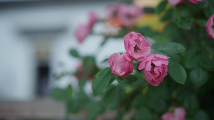 古建筑前的月季花