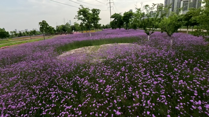 武汉汉口江滩三期大地花海马鞭草穿越机航拍