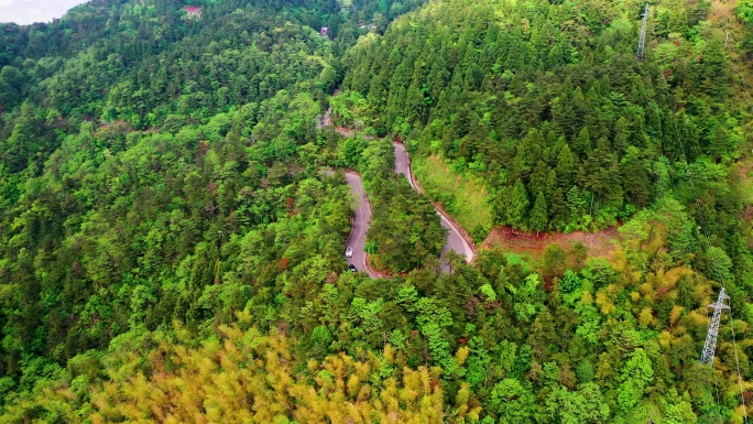 浙江天台山华顶森岭公园杜鹃花盛开