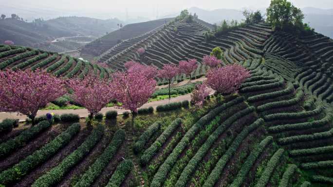 高山茶园 樱花