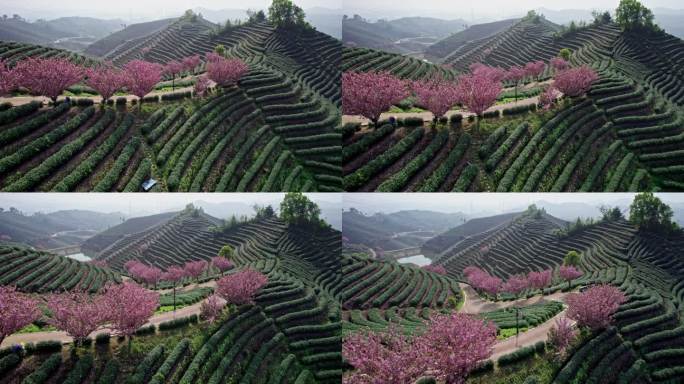 高山茶园 樱花