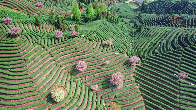 高山茶园 樱花