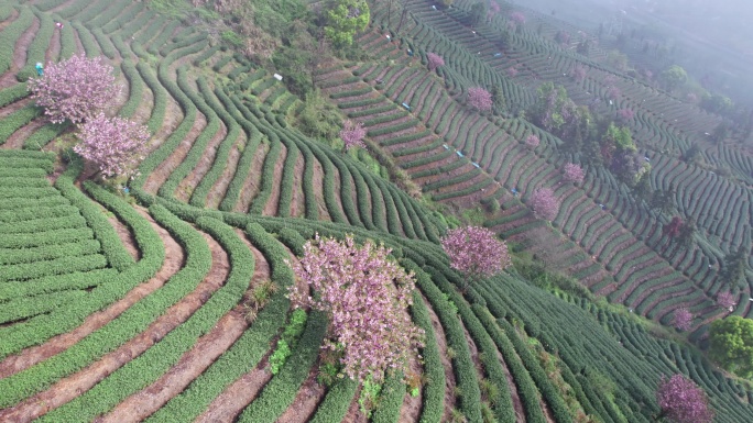 高山茶园 樱花