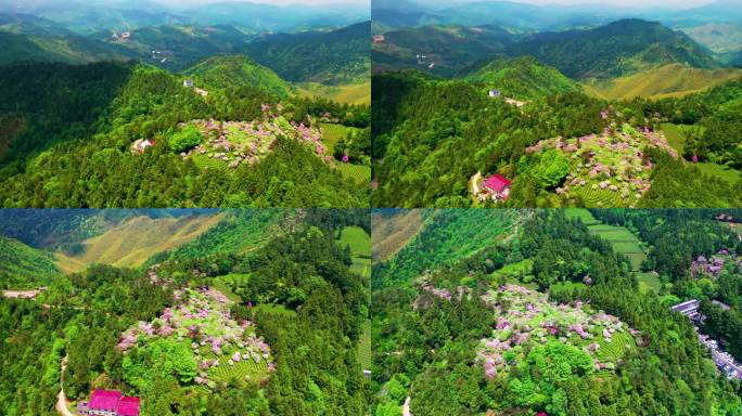 浙江天台山华顶森岭公园杜鹃花盛开