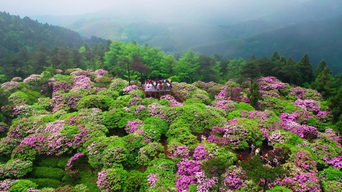 浙江天台山华顶森岭公园杜鹃花盛开