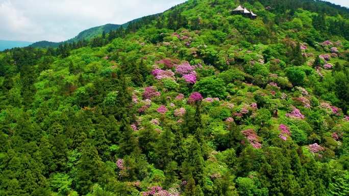 浙江天台山华顶森岭公园杜鹃花盛开