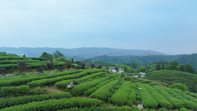 雅安高山茶园大地指纹