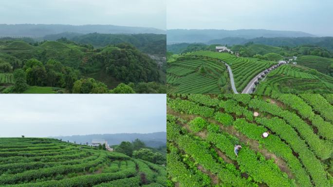 雅安高山茶园大地指纹