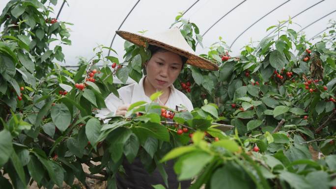 女性农技师拿着平板电脑在樱桃园