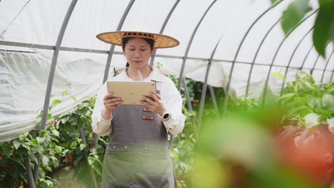 女性农技师拿着平板电脑在樱桃园