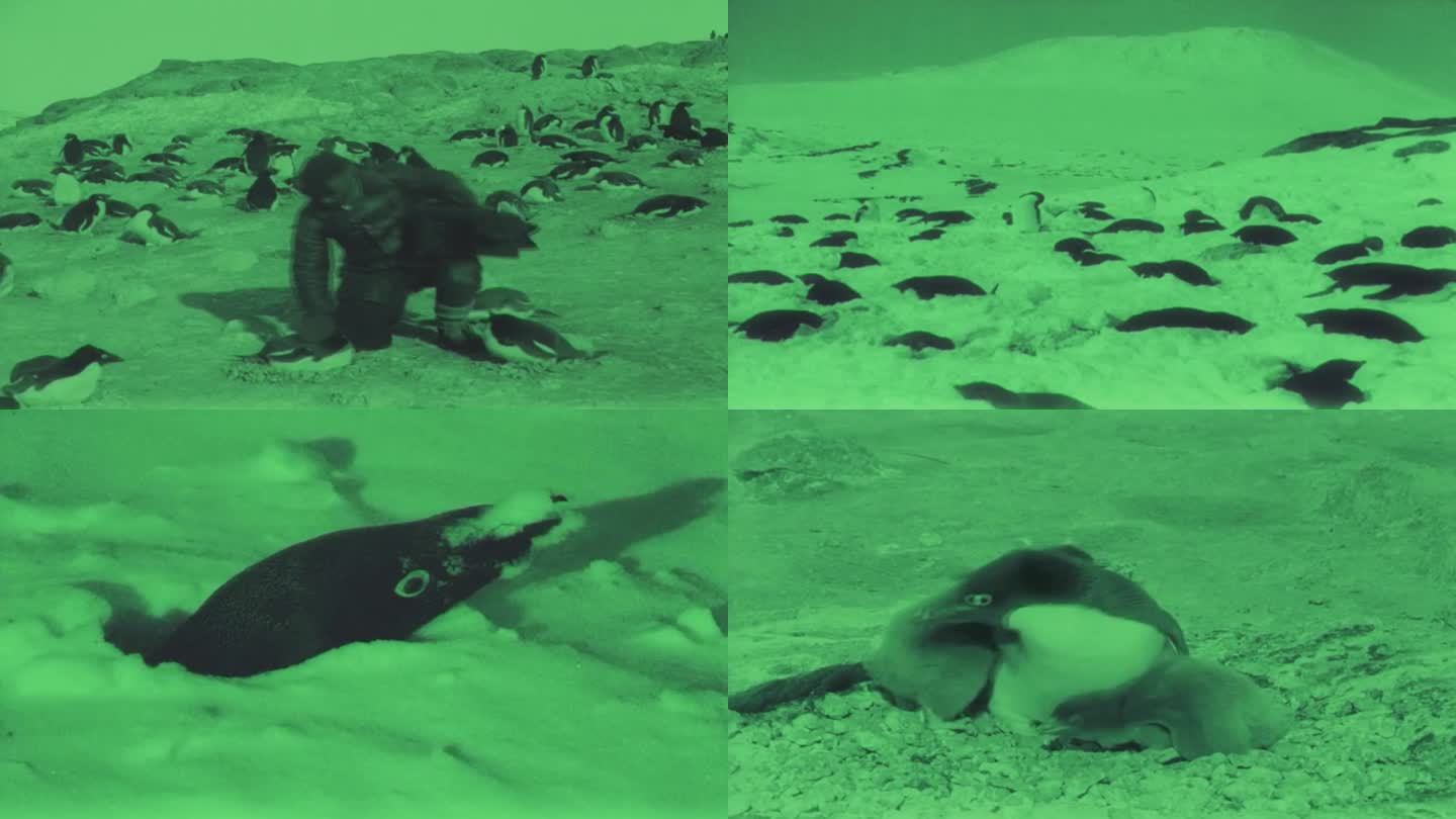 早期南极的企鹅