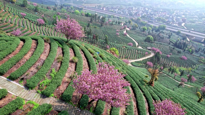 高山茶园 樱花