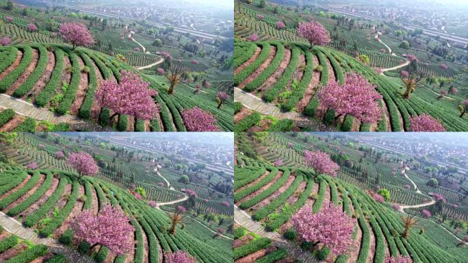 高山茶园 樱花