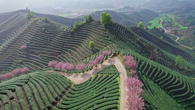 高山茶园 樱花