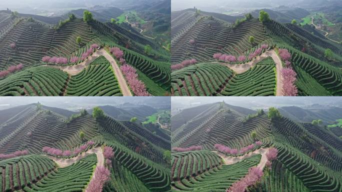 高山茶园 樱花