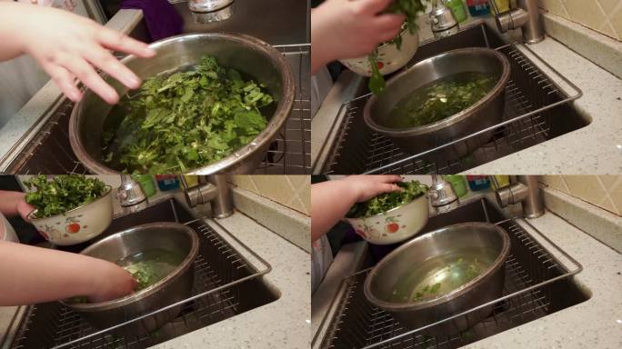处理马齿苋野菜清洗 (1)