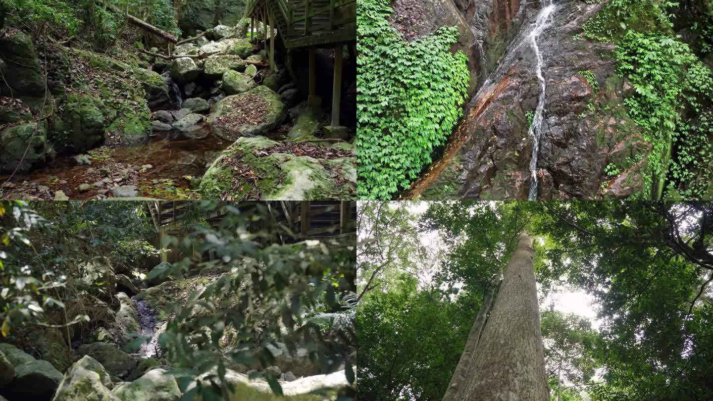 热带雨林 森林4K素材