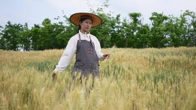 农民走在麦田里