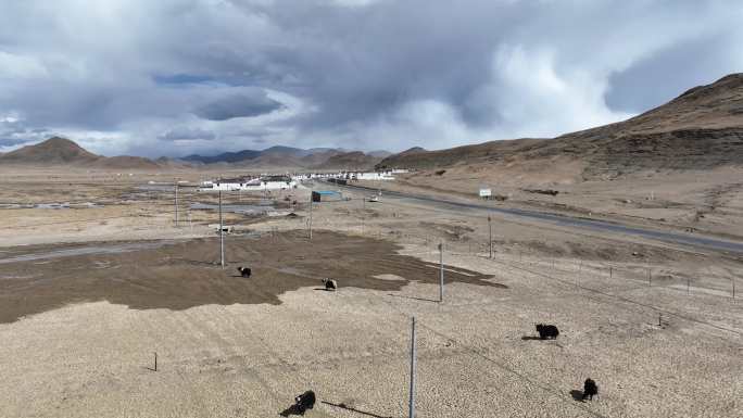 西藏牦牛 藏牦牛