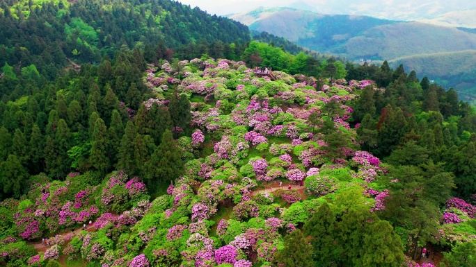 浙江天台山华顶森岭公园杜鹃花盛开