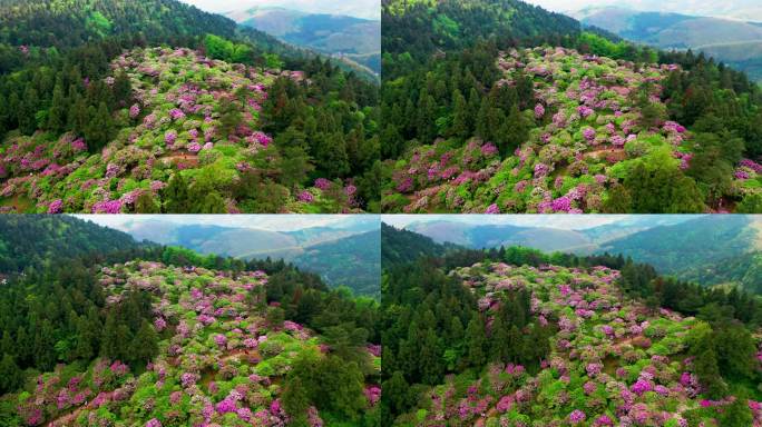 浙江天台山华顶森岭公园杜鹃花盛开