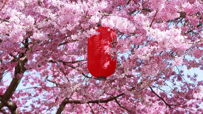 福建龙岩台品樱花茶园