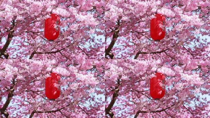 福建龙岩台品樱花茶园